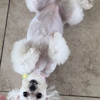 Poochie on your Block Mobile Grooming - Marshmallow - Pet Groomers Near Me - Miami, Florida Poochie on your Block Mobile Grooming - Marshmallow - Pet Groomers Near Me - Miami, Florida