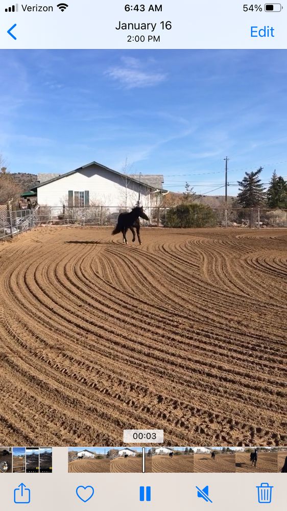 Long Ears Long WAlk - equestrian in Reno, NV
