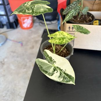WonkaPlants - Nurseries & Gardening Near Me - Westminster, California