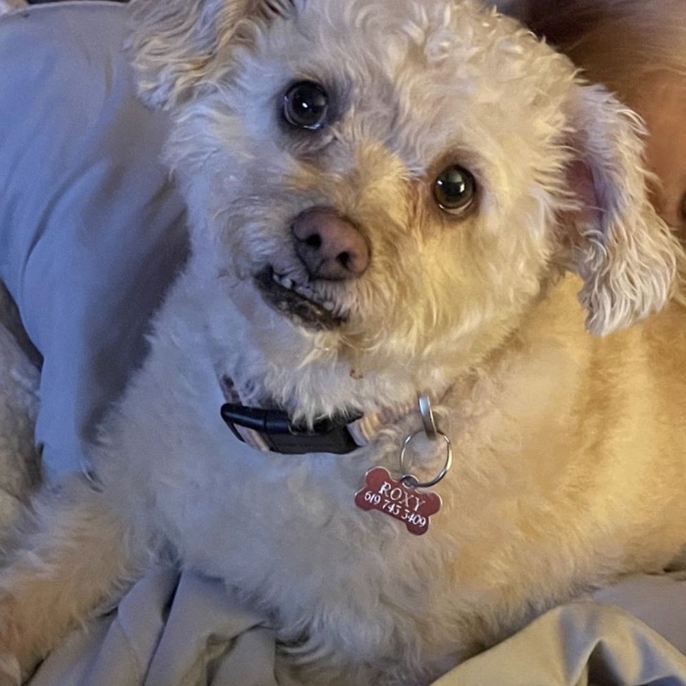Couture Clips - Sweet Roxy - Pet Groomers Near Me