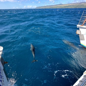 Blue Dolphin Charters - Boating Near Me - Eleele, Hawaii