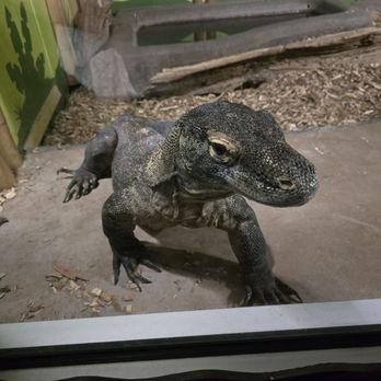 Reptile Gardens - Kamodo Dragon - Botanical Gardens Near Me - Rapid City, South Dakota Reptile Gardens - Kamodo Dragon - Botanical Gardens Near Me - Rapid City, South Dakota