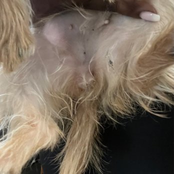 Petco - May be hard to see here but the small black dots are little clumps of dirty fur. - Pet Groomers Near Me - South Weymouth, Massachusetts Petco - May be hard to see here but the small black dots are little clumps of dirty fur. - Pet Groomers Near Me - South Weymouth, Massachusetts