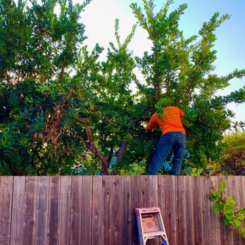 Ultimate Tree Service - David tackling an overgrown tree - Tree Services Near Me