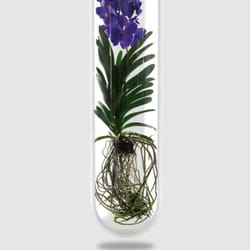 Flore Alliance