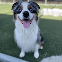 Southern Paws of Texas Pet Resort