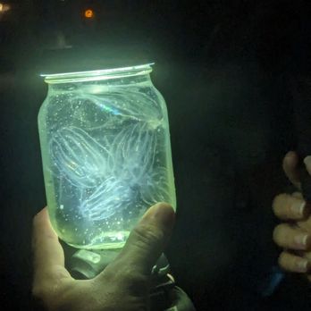 Cocoa Kayaking - Bioluminescent jellies! - Rafting/Kayaking Near Me - Cocoa Beach, Florida Cocoa Kayaking - Bioluminescent jellies! - Rafting/Kayaking Near Me - Cocoa Beach, Florida