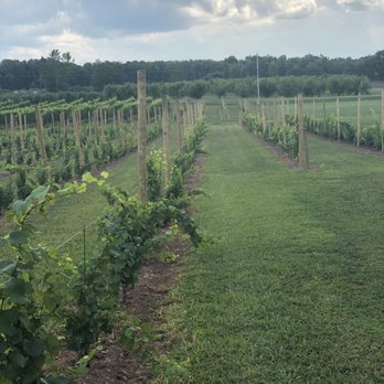 Young Sommer Winery - rows of vines in a field - Wineries Near Me - Williamson, New York Young Sommer Winery - rows of vines in a field - Wineries Near Me - Williamson, New York