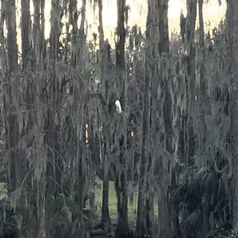 Saddlebrook Resort - Bird in cypress tree area - Resorts Near Me - Wesley Chapel, Florida