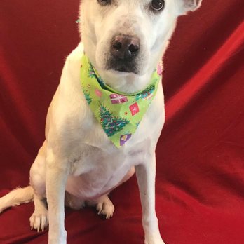 Curbside Clippery - Pet Groomers Near Me - Carson City, Nevada