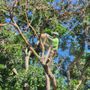 Photo of All Care Tree Service