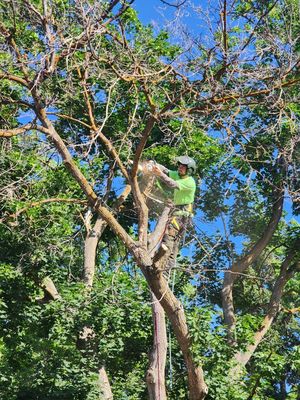 All Care Tree Service on Yelp