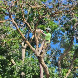 All Care Tree Service