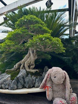 National Bonsai & Penjing Museum by null