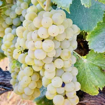 Acquiesce Winery - Wineries Near Me - Acampo, California Acquiesce Winery - Wineries Near Me - Acampo, California