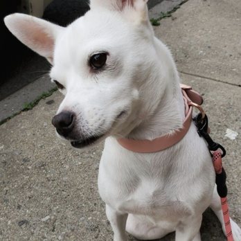 Never Alone Pets - Pet Sitting Near Me Never Alone Pets - Pet Sitting Near Me