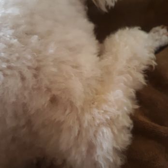 Adorable Dog Salon - Pet Groomers Near Me - Barstow, California Adorable Dog Salon - Pet Groomers Near Me - Barstow, California
