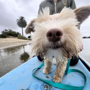 SUP Pups - You'd hardly believe that this was Senna's first time paddle boarding! - Paddleboarding Near Me - San Diego, California SUP Pups - You'd hardly believe that this was Senna's first time paddle boarding! - Paddleboarding Near Me - San Diego, California