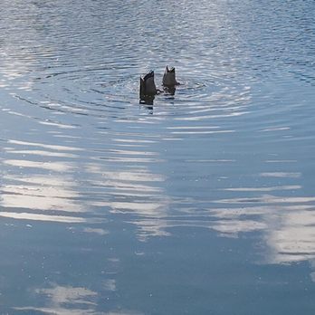Cameron Park Lake - More duck butts! - Lakes Near Me - Cameron Park, California Cameron Park Lake - More duck butts! - Lakes Near Me - Cameron Park, California