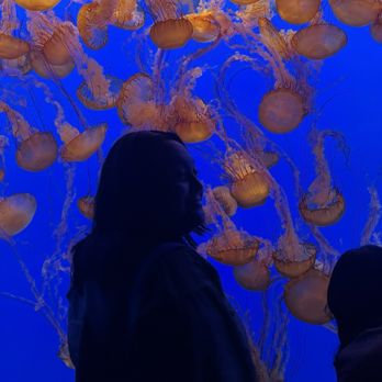 Monterey Bay Aquarium - Aquariums Near Me - Monterey, California Monterey Bay Aquarium - Aquariums Near Me - Monterey, California