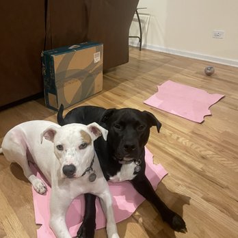 Koppel’s K9s  - Wrigley and Loki - Pet Training Near Me