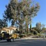 Photo of Tree Solution Pros, LLC