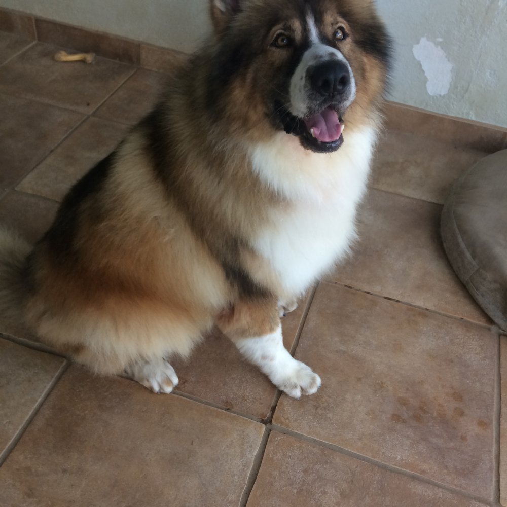Kano's Pet Grooming  Mobile Service - Pet Groomers Near Me