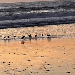 Waddell Beach