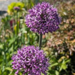 Wells Medina Nursery