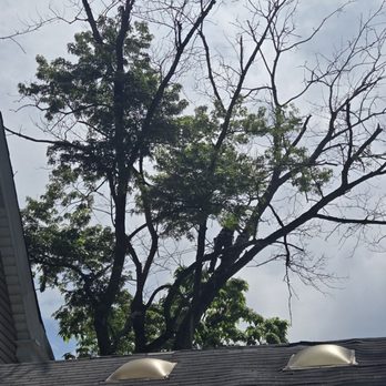 PJ & Sons Tree Service - widow makers - Tree Services Near Me PJ & Sons Tree Service - widow makers - Tree Services Near Me
