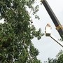 Photo of Parker Tree Service