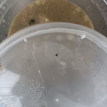 Daikokuya - El Monte - Found a fly on the lid of the soup - Ramen Near Me - El Monte, California