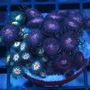 Photo of 5B Aquariums