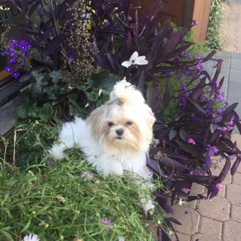 care a lot affordable vet