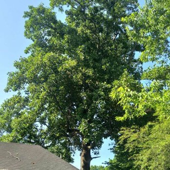 G. Rivera's Tree Service - Tree Services Near Me G. Rivera's Tree Service - Tree Services Near Me