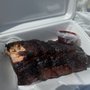 Photo of J’s Big Belly BBQ
