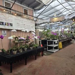 Orchid Alley Kauai - Today had a nice selection of orchids. Zero greeting, didn't buy anything.