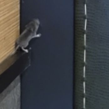 5th Tavern - Mouse crawling wall - New American Near Me - Bloomfield Hills, Michigan
