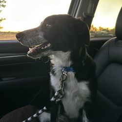 K-9 SOS Dog Training - School