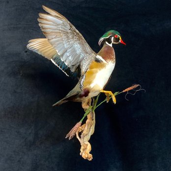 Simon’s Taxidermy - Taxidermy Near Me - Norco, California Simon’s Taxidermy - Taxidermy Near Me - Norco, California