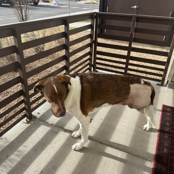 Animal Works Veterinary Surgery - Amputation - Veterinarians Near Me - Fort Collins, Colorado