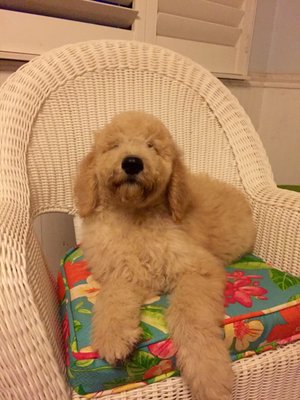 aprils poodles and doodles