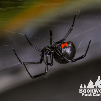 Backwoods Pest Control - Pest Control Near Me - Elk, Washington