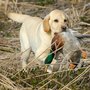 Photo of Palmetto Gun Dogs