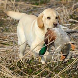 Palmetto Gun Dogs
