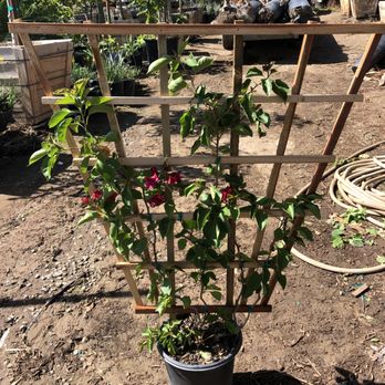 Quality Growers - 5gal Bougainvillea w/ espallier - Nurseries & Gardening Near Me - Corona, California Quality Growers - 5gal Bougainvillea w/ espallier - Nurseries & Gardening Near Me - Corona, California