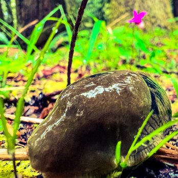 Evergreen Escapes - Banana slug (and orchid) - Tours Near Me - Seattle, Washington