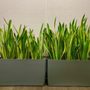 Photo of Interior Plant Specialties