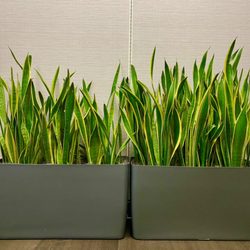 Interior Plant Specialties