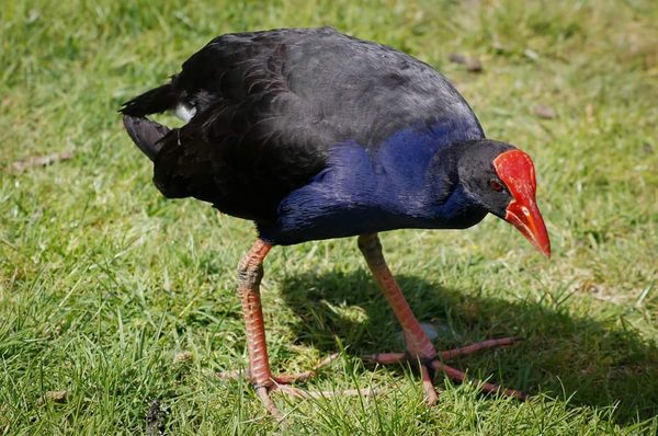 Willowbank Wildlife Reserve by null